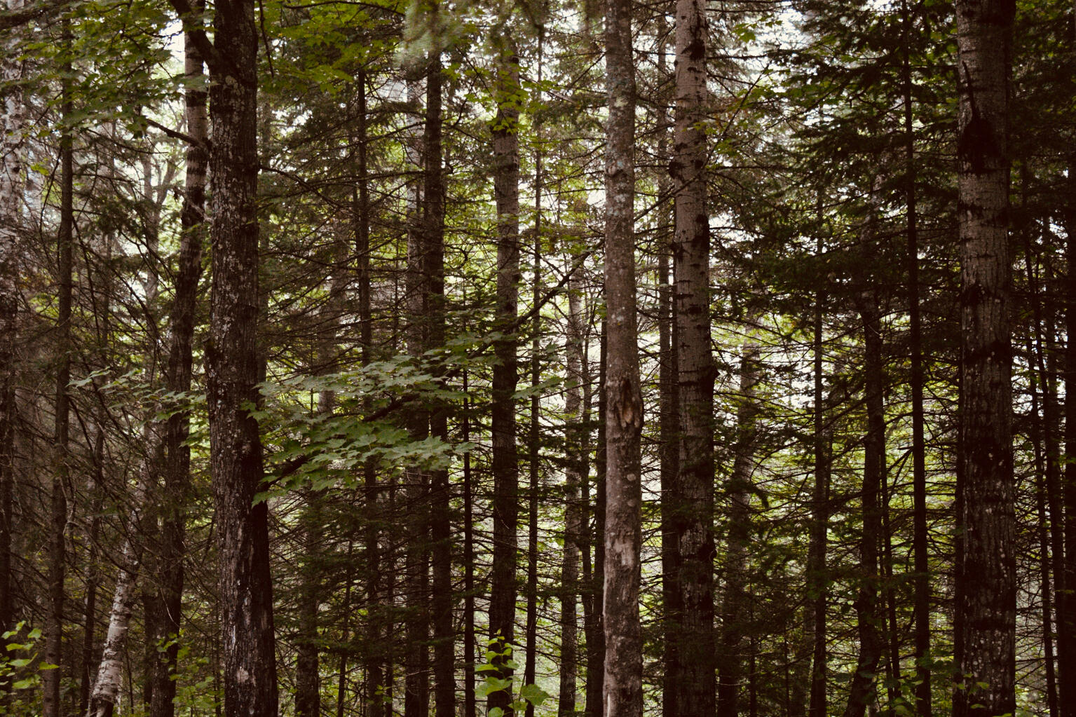 forest