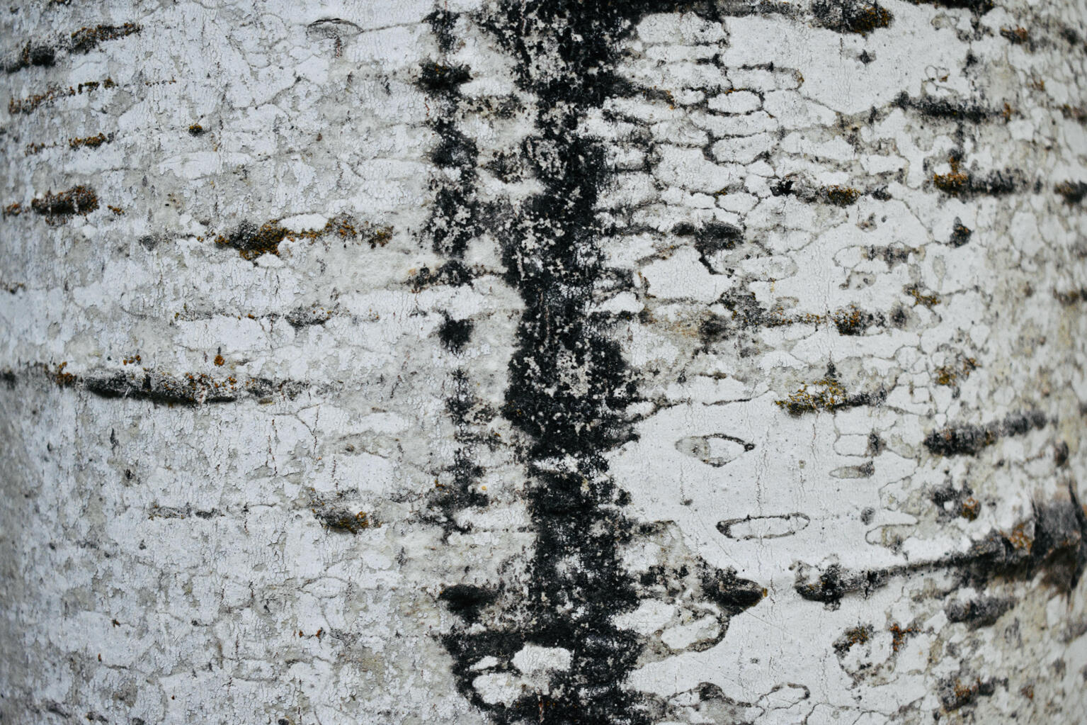 Birch bark