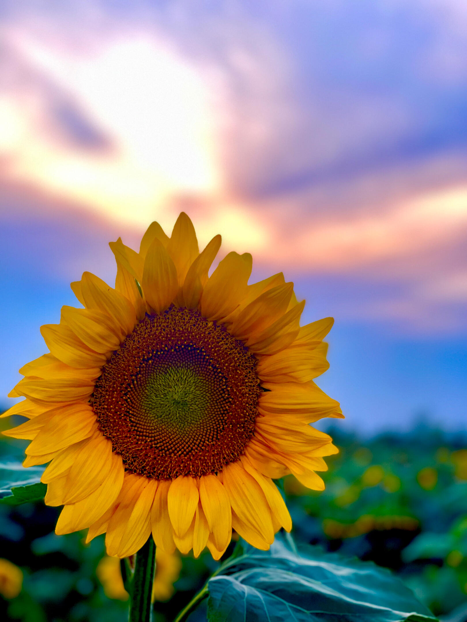 hopeful seeds
